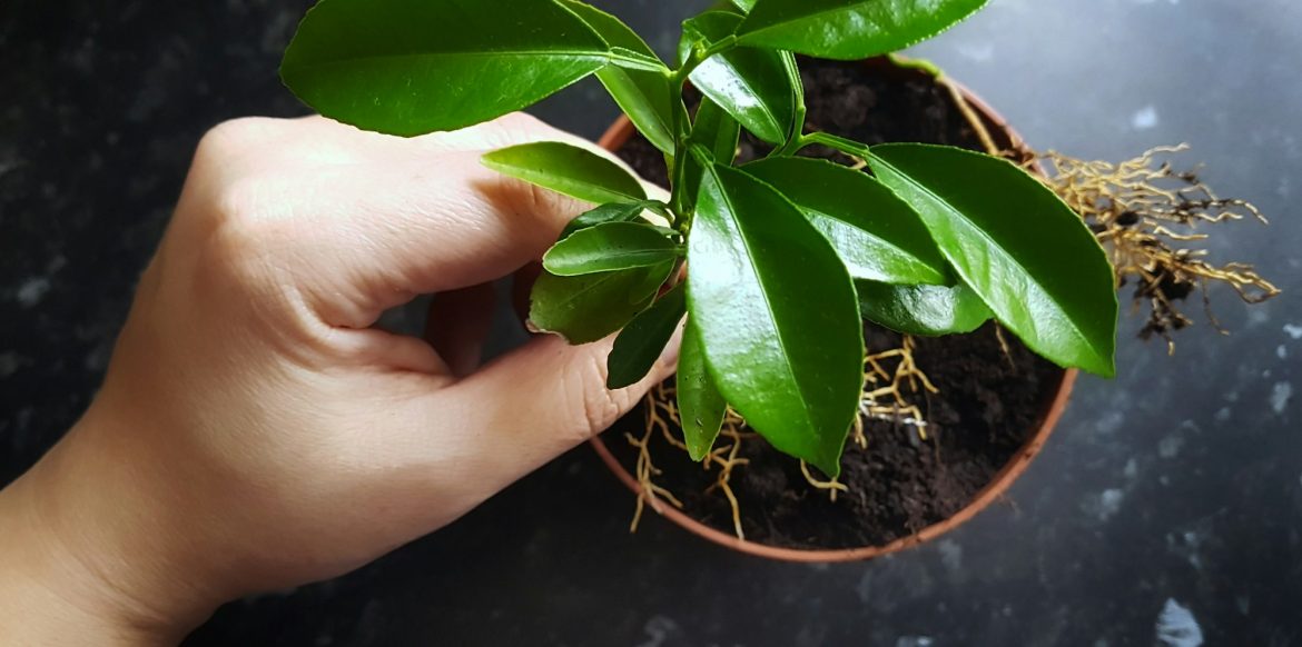 Replanting my lemon tree
